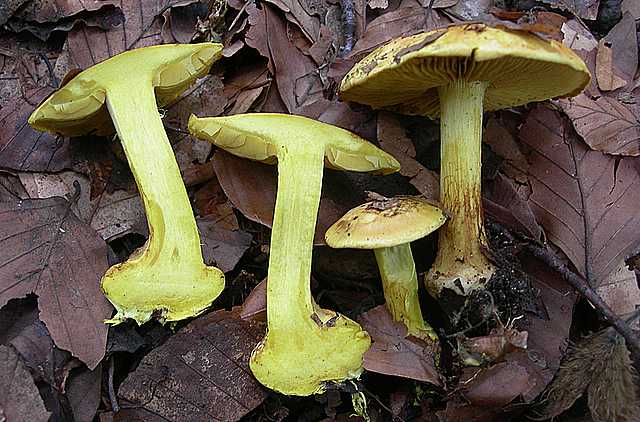 Funghi  e  Habitat